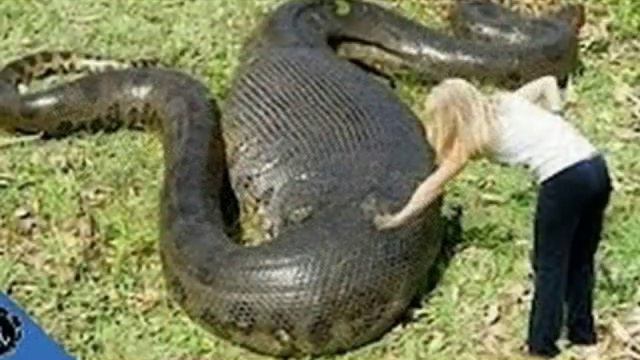ТОП 9 САМЫХ БОЛЬШИХ ЗМЕЙ