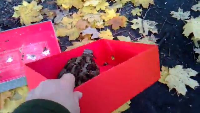 Воронежцы спасли сбившегося по пути на юг вальдшнепа