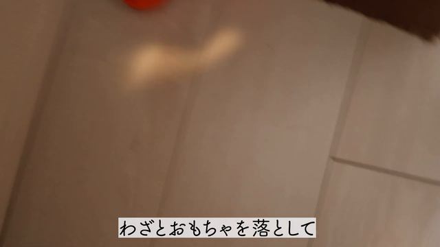 我が家の愛犬がうるさすぎてクレームが入りました