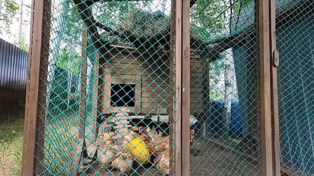 Куры несушки на даче в начале лета 2022