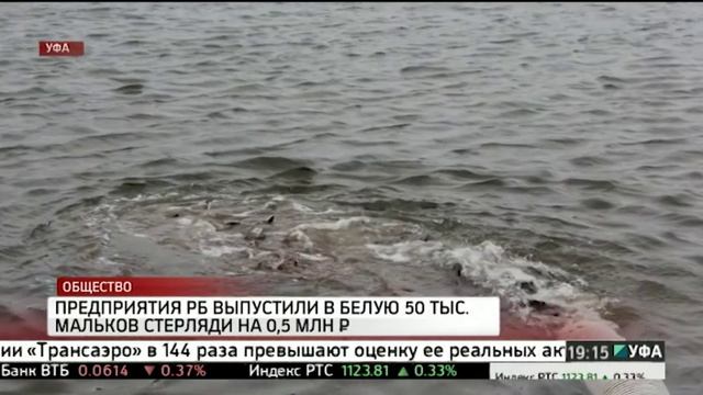 Предприятия РБ выпустили в белую 50 тыс. мальков стерляди на 0,5 млн руб.