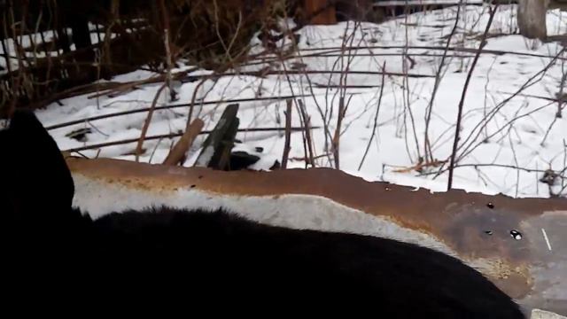 Вакцинация от миксоматоза  ремонтного молодняка Новозеландских  кроликов
