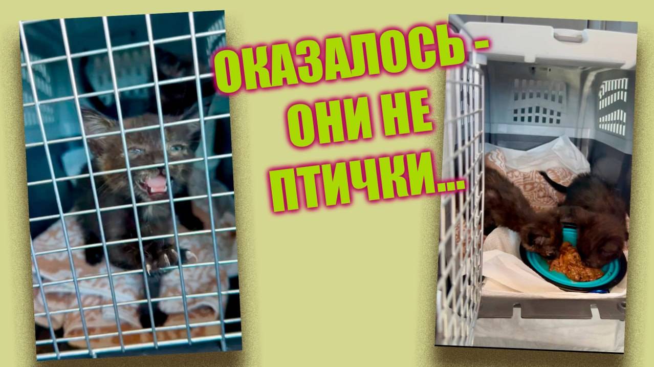 Оказалось - они не птички...#помощьбездомнымживотным #котодом #непокупайприюти