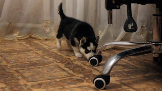 Щенки Хаски голубоглазые и арлекин д.р 10.11.2016г . Видео 2