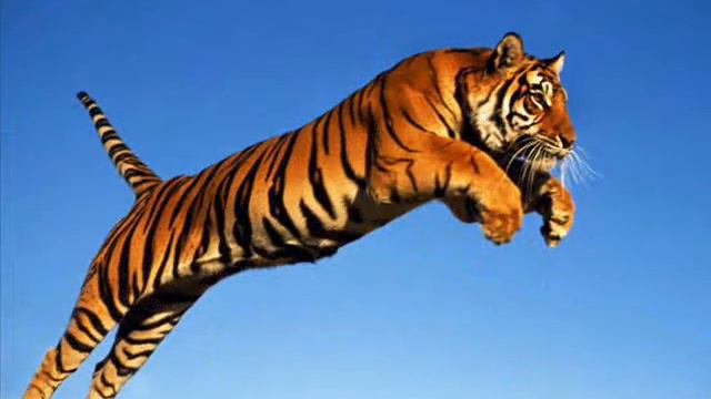 ЖИЗНЬ ТИГРОВ  LIFE OF TIGERS