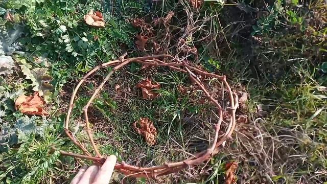 Полив (влагозарядка) и укрытие винограда на зиму
