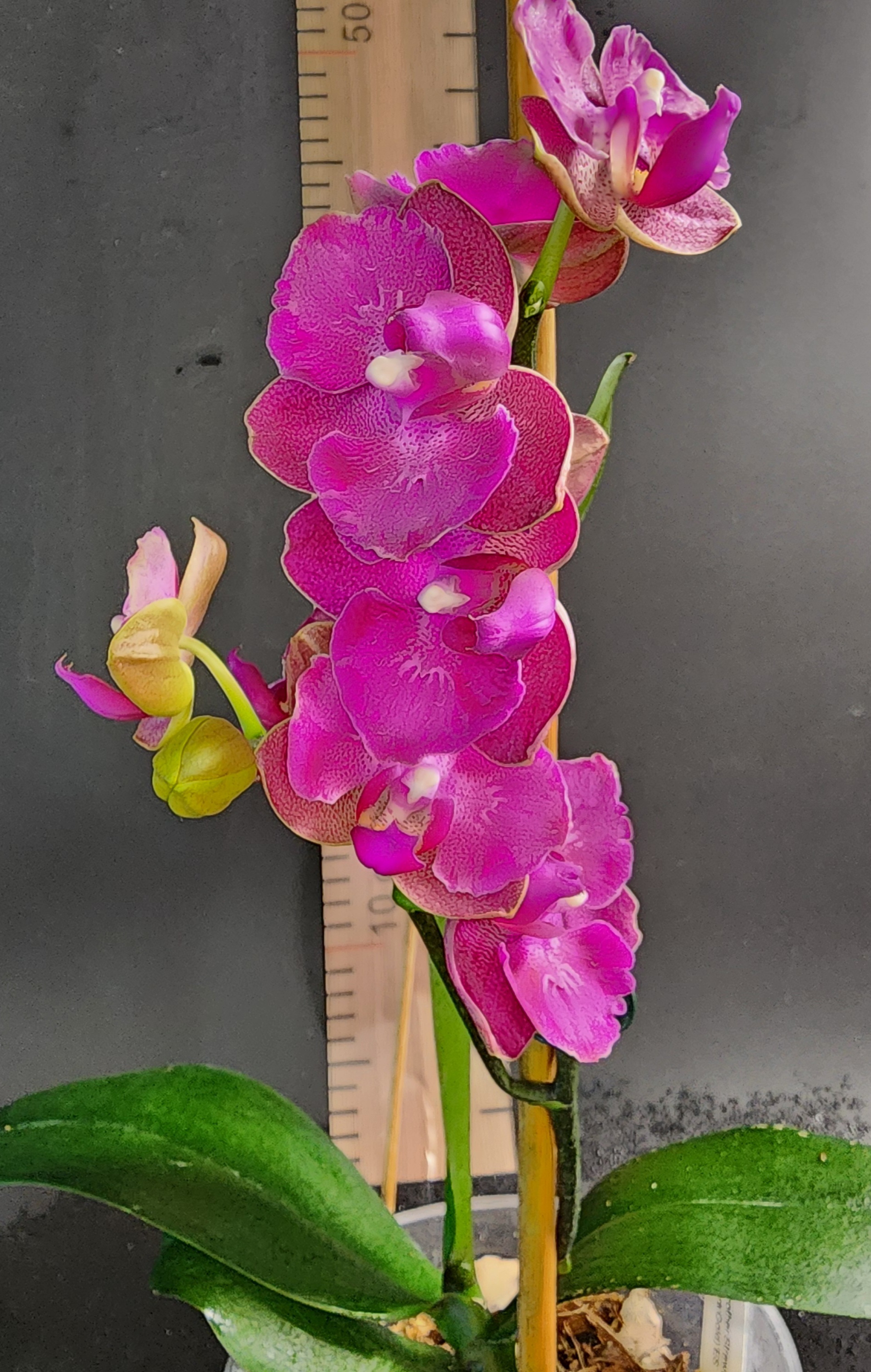 P. Brother Strawberry x P. Brother Sara Gold ES