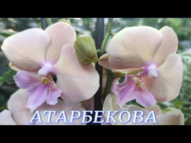 №707/ ОБЗОР орхидей в с/ц на АТАРБЕКОВА