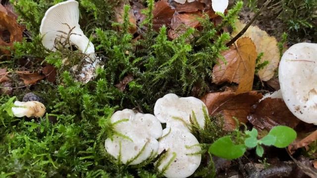Clitopilus prunulus Подвишень Ивишень October 5 2020