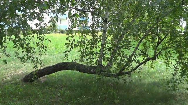 (18) Город Бранденбург. Необычная Берёза.   /Небо Германии/