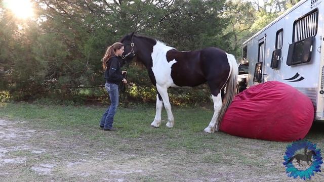How to Teach Your Horse To Sit (On a beanbag in-hand)