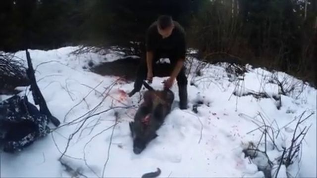 Охота #2 Oхота на кабана, выстрел, разделка