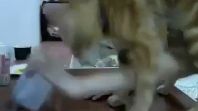 Кот заставил хозяйку открыть банку