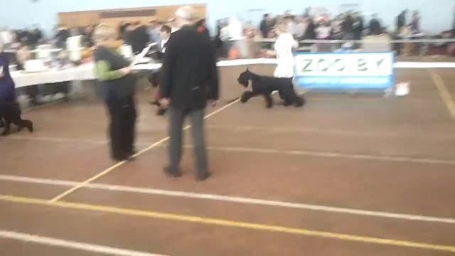 25-26.02.2012  Минск, 2*CACIB. Ризеншнауцеры. Кобели.