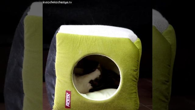 Котики в домике