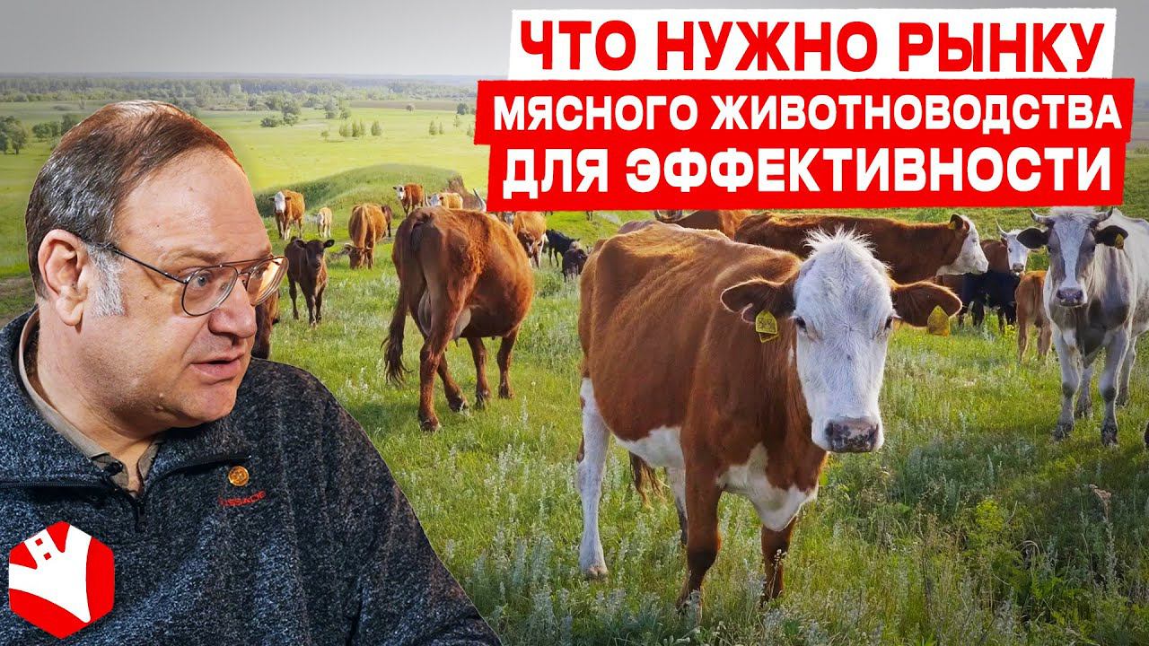 Что нужно рынку мясного животноводства для эффективности? | Мясное животноводство | КУЛЬТИВАТОР