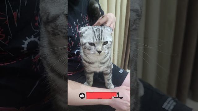 Геральт - ласковый кот