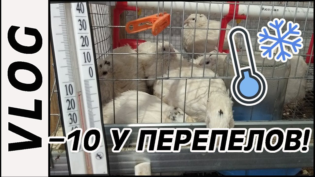 Vlog: Неделя влогов. Клетка для перепелов.