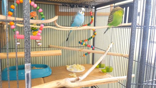 Sunday Budgie/Parakeets family, Petunia mom mood swings, Hercules dad, Sunny son, grooms and chirps