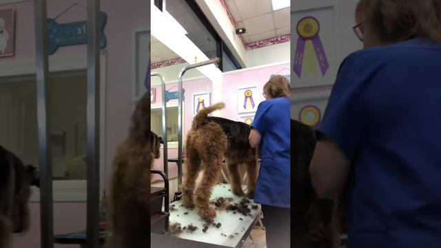 Airedale Terrier Pet Trim Clipper Work.