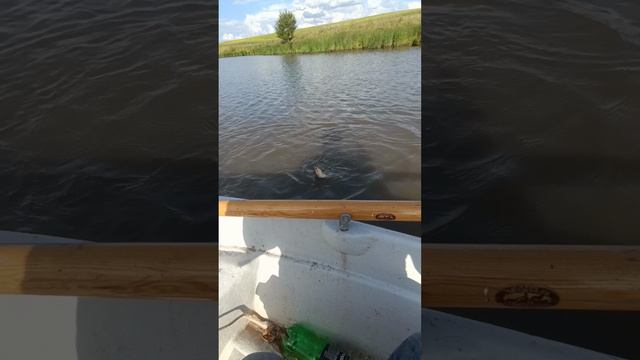 Мормышинг Рулит ловит всё ☝️