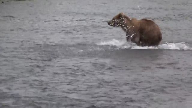 Kamchatka brown bears fishing