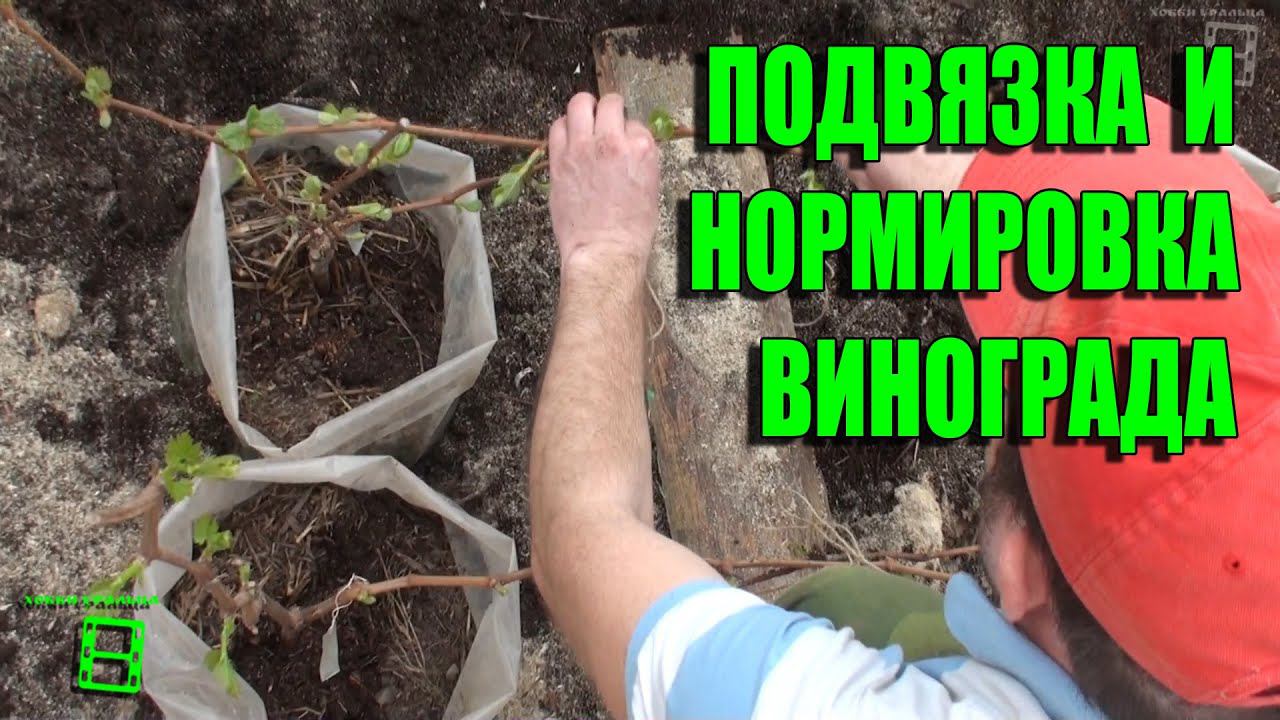Предварительная подвязка и нормировка виноградных кустов в теплице. Северный виноградник с "0"