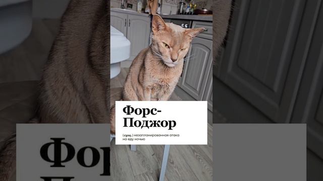 Форс-Поджор у кота #котик #кот #cat