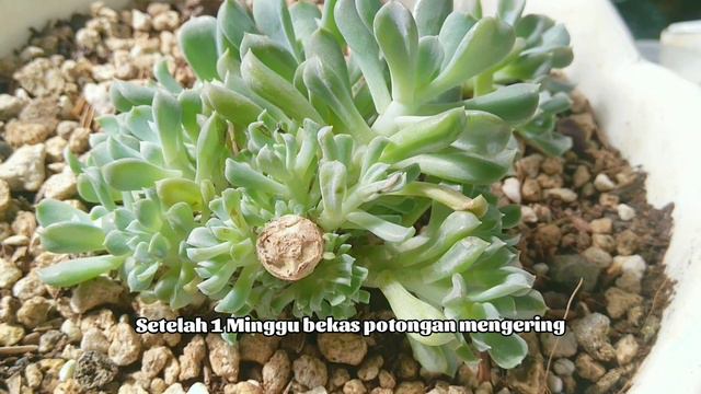 Sub) Propagation Succulent Echeveria Topsy Turvy