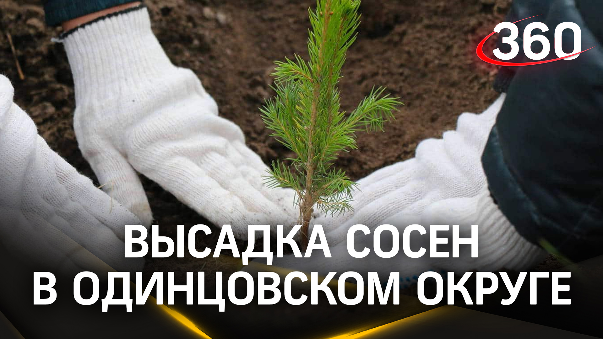 Более 100 человек поучаствовали в высадке сосен в Одинцовском округе

Для участка в Кубинке подготов