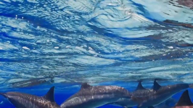 LIVE STREAM Dolphin Creatures Of The Coral Reefs Meditation Study Relax Zen Nature Music Sound