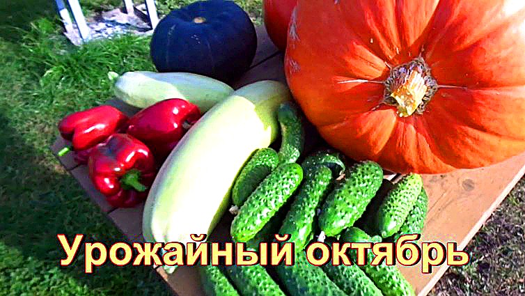 "Урожайный октябрь и вот такой результат"#сад#огород#дача
