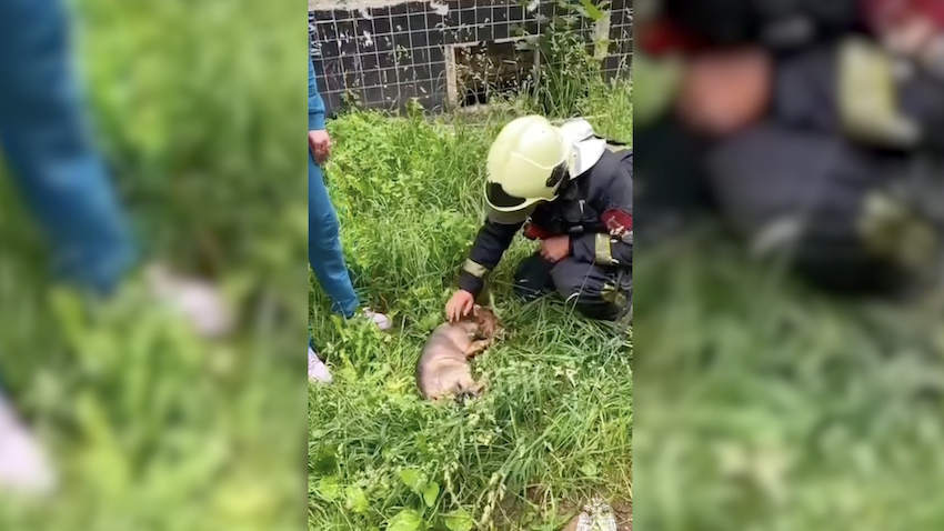 Пожарные спасли из огня собаку в Смоленске