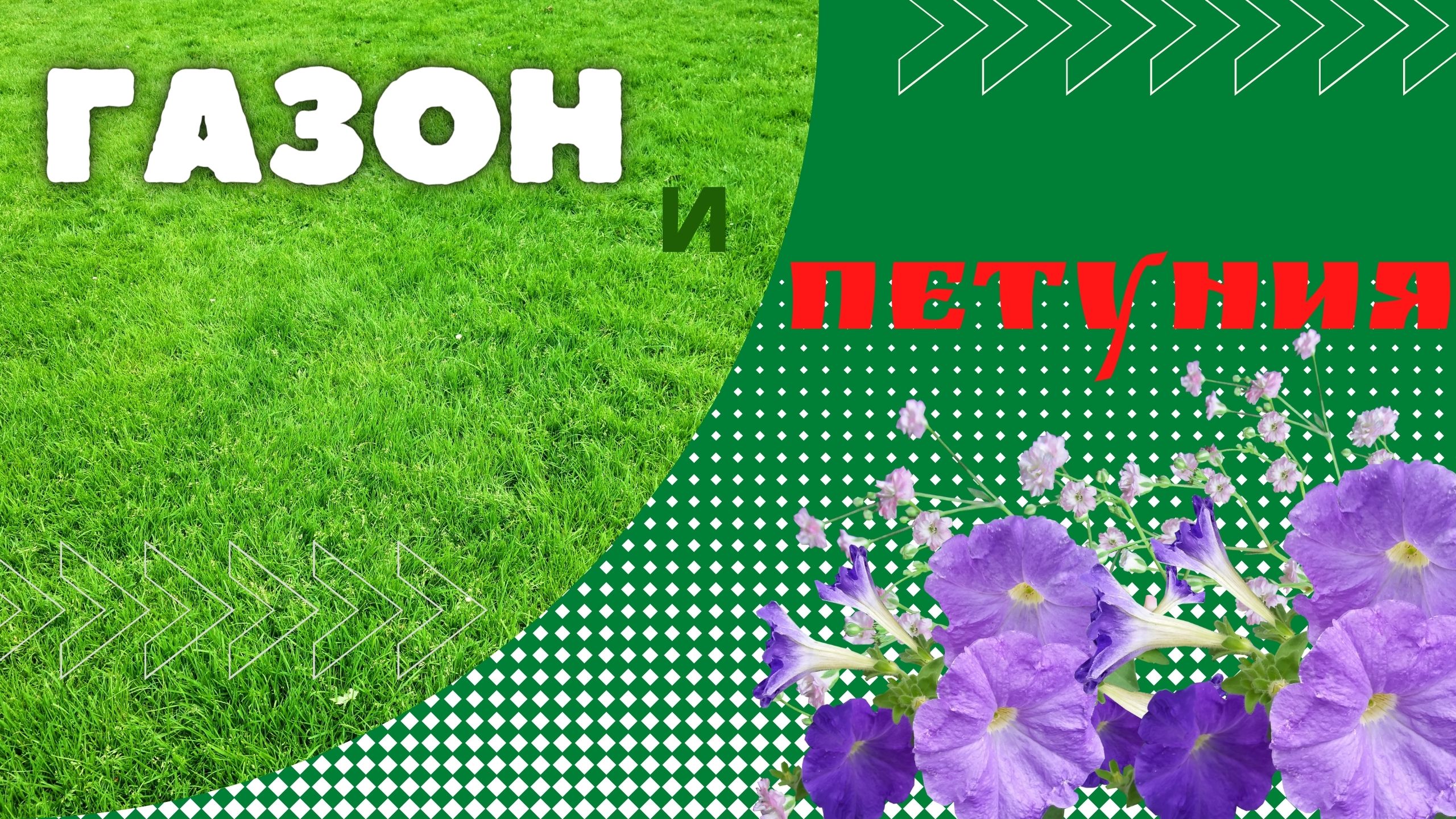 Сажаем цветы и газон.