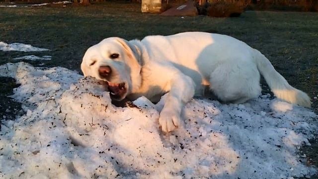Лабрадор Моди ест снег/Labrador Modi Is Eating Snow