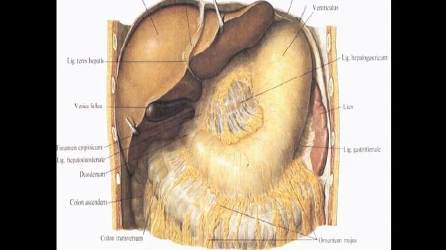 Анатомия желудка. Строение, гистология, функции, кровоснабжение, иннервация.