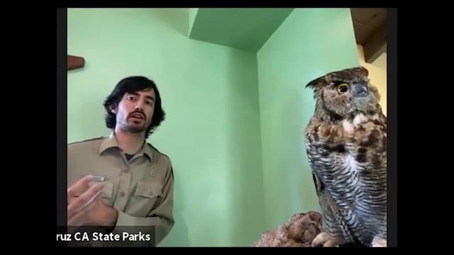 Junior Rangers - Owls on the Prowl