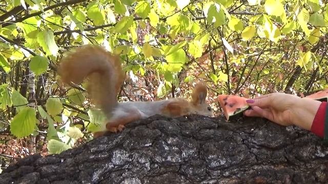 Олимпик Воронеж  2 октября 2019
