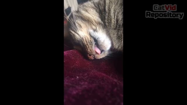 Cats dreaming and twitching --- CAT COMPILATION