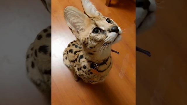 Sound of small serval cat