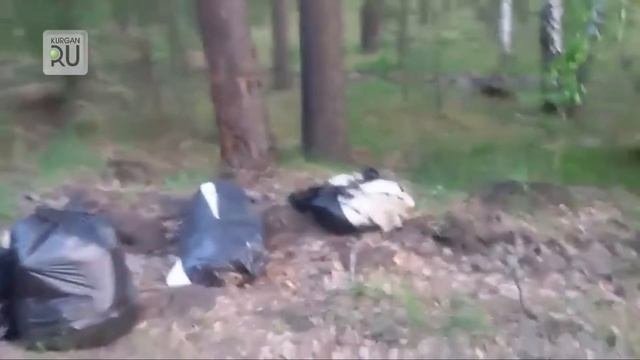 В Кетовском районе не могут месяц убрать 5 мешков с мусором. «Привет Ситникову!» ВИДЕО