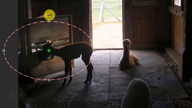 Photoshop CC QUICK Tip: Accentuate Your Photos with the Radial Filter in Camera Raw