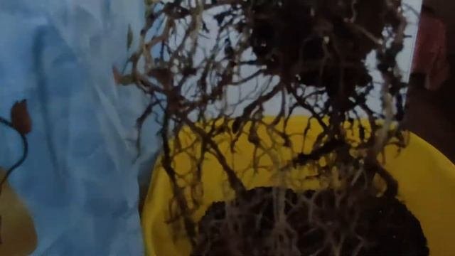 Клеродендрум Томпсона. Укоренение черенков и пересадка. клеродендрум