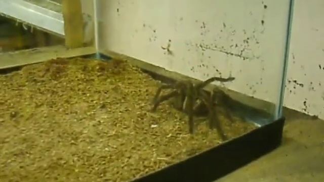 bird catcher - goliath tarantula