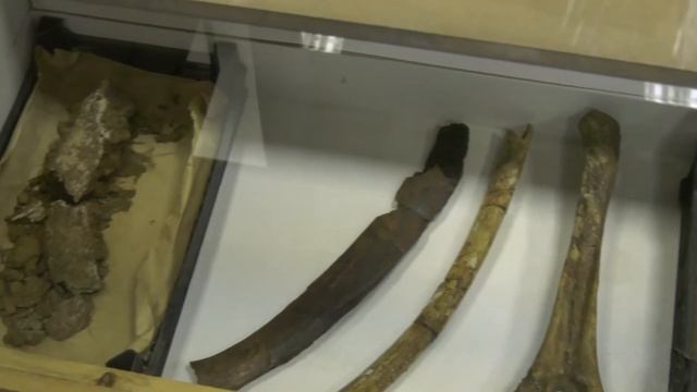 Завершились раскопки трогонтериевого слона