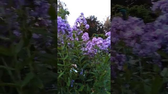флокс  и имя ему  Лаура.