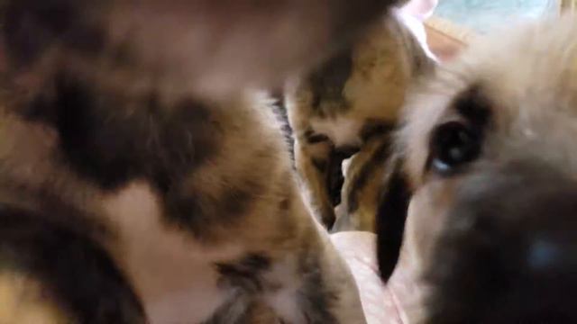 Irish Wolfhound Puppies 5 Weeks Old Playing In The Hallway