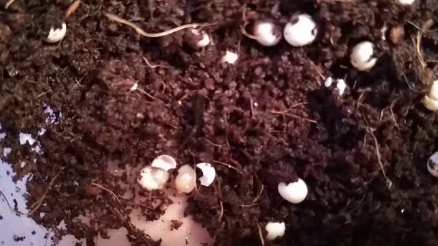Achatina Hatching . Ахатина вылупляется из яйца