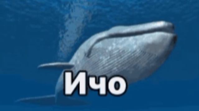 кит ичо🐋🐋🐋🐋🐳🐳🐳🐳