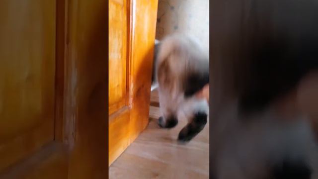 Тайский кот😍😍😍